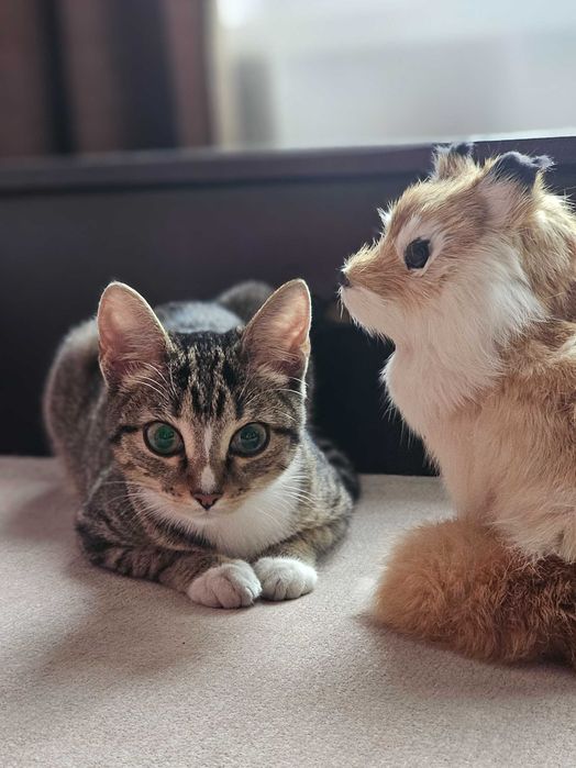 Отдам кошечку в добрые руки