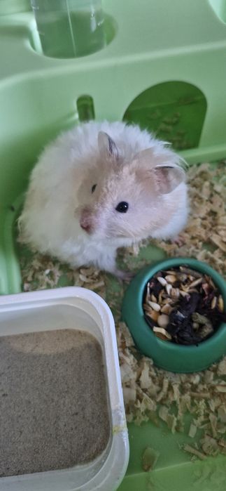 Отдам хомяка сирийца в добрые руки