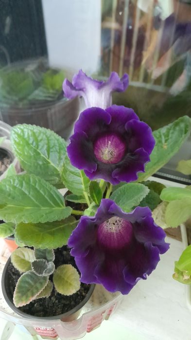 Продам, глоксиния