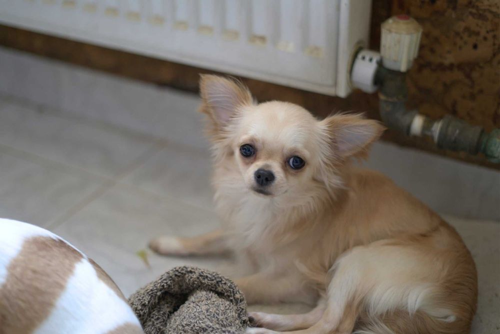 Чистокръвно Чихуахуа