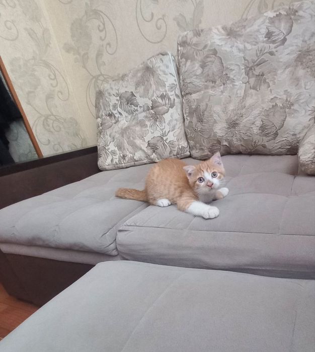 Скотиш фолд Мальчик