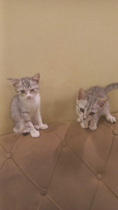 Котята на Стройконторе