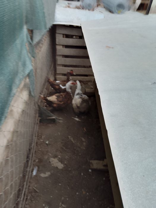 Vând rate mute, rate românești și rate rouene