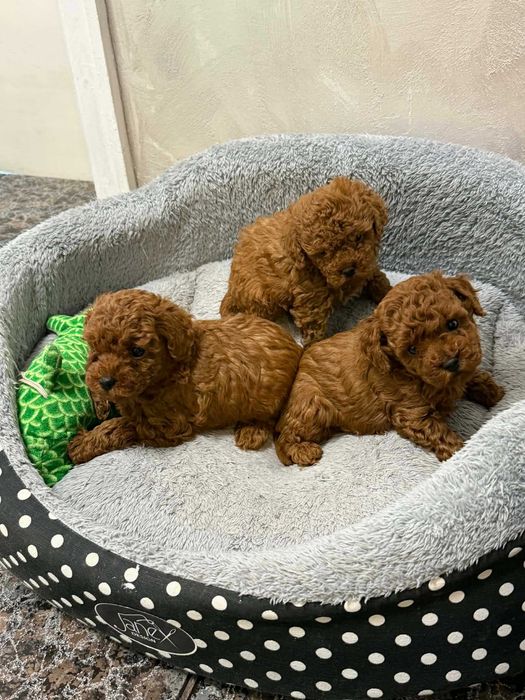 Пудел той/мини червен