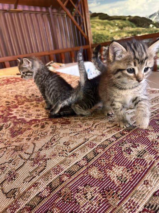 отдам котят в добрые руки