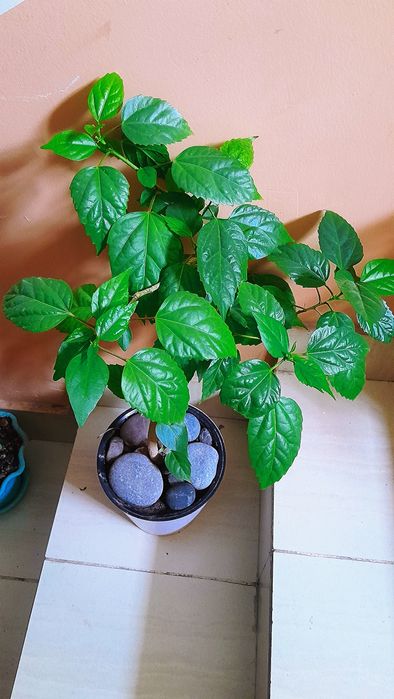 Kitayiskiy roza/китайский роза