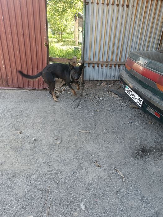 Продам восточно европейскую авчарку