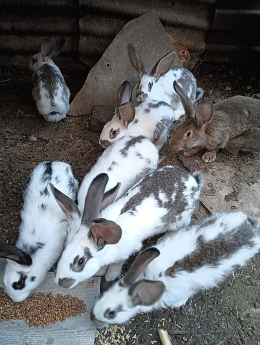 Продаются крольчихи, 4мес,по 5000т