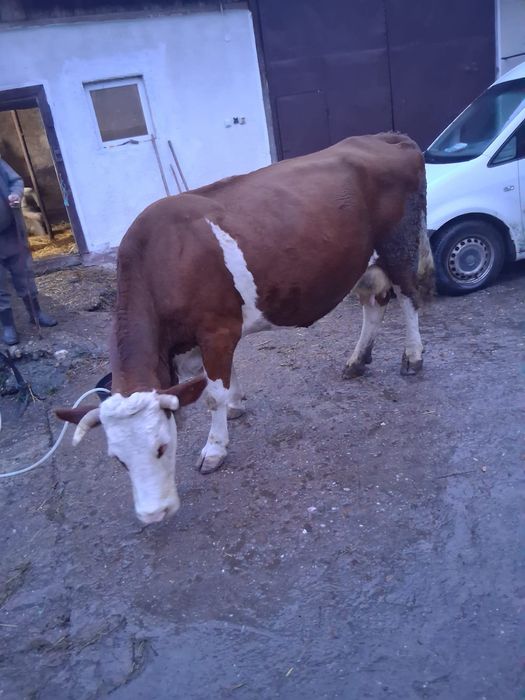 Vând vacă băltată cu vițel