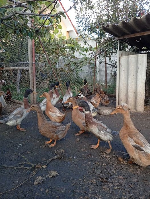 De vanzare rata idiene si altele