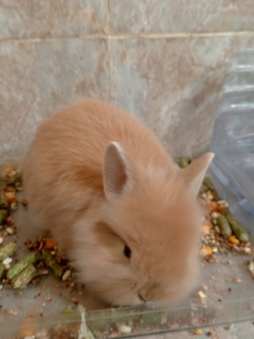 Продаю кроликов,