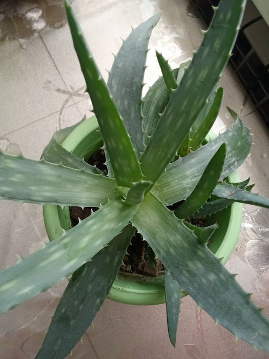 Продам цветы не дорого