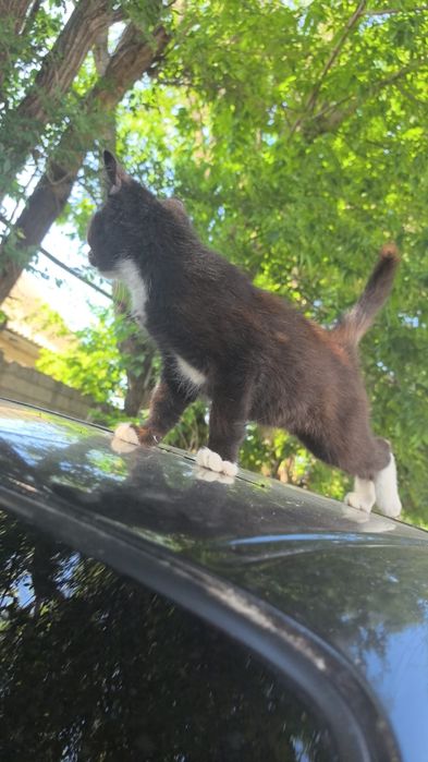 Отдам котёнка в добрые руки