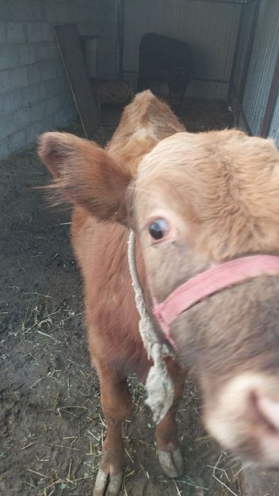 Букача сотилади.со6лм6и ёйищи зур со6лом