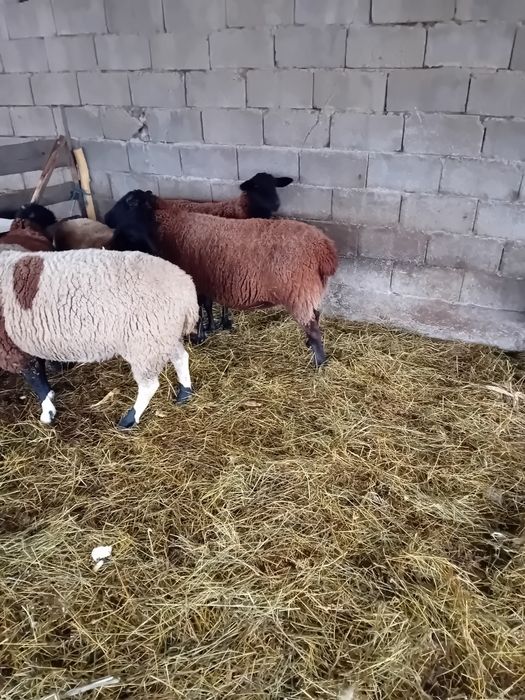 Vând oi jura gestante