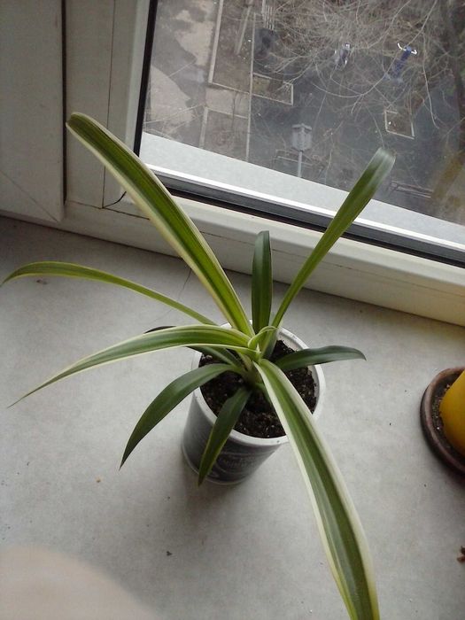 Хлорофитум  хохлатый