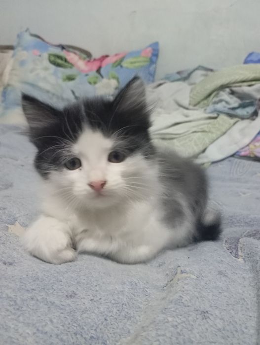Отдам котят в добрые руки