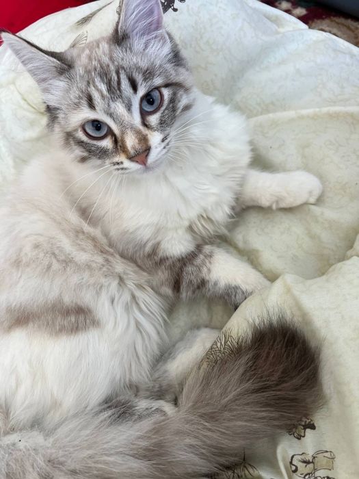 Невская маскарадная