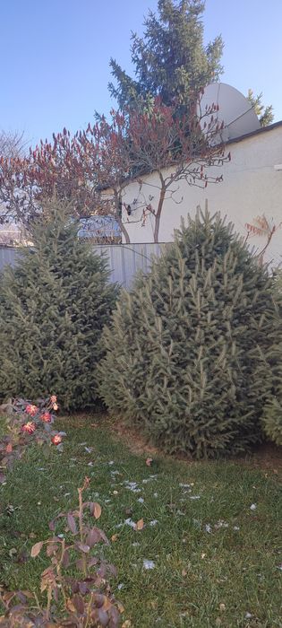 В продаже Ёлки,Ели.