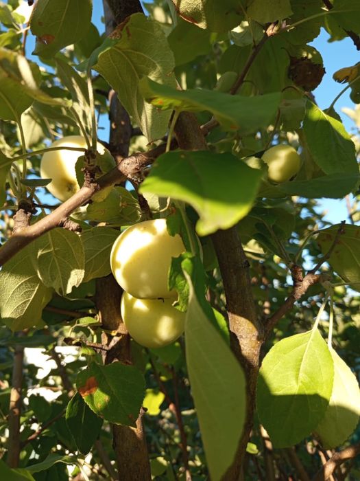Продам дачу, борки