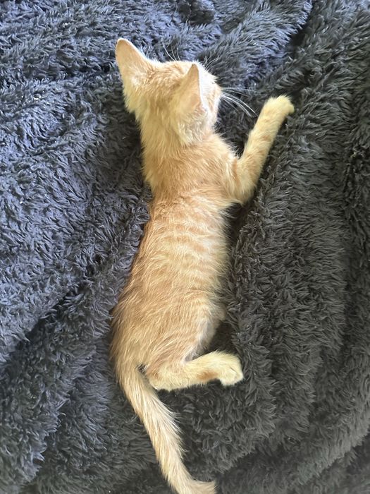 Малко златно котето