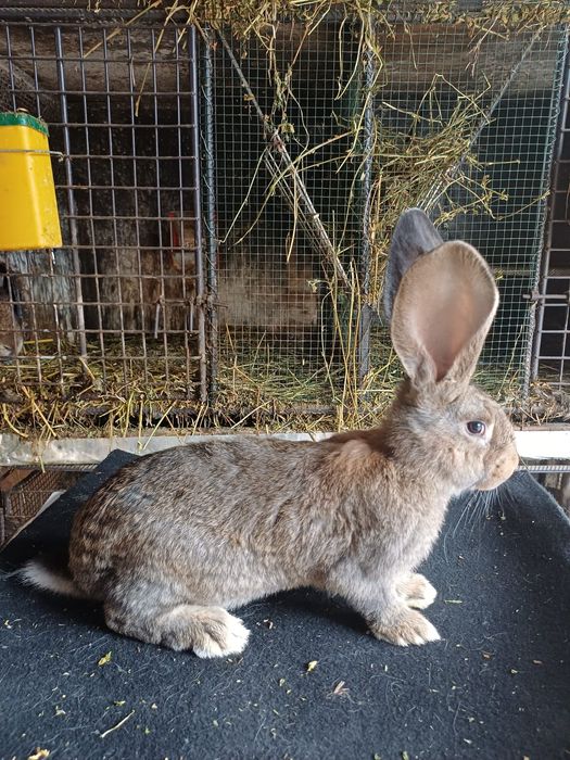 Vând iepuri Uriaș German Gri