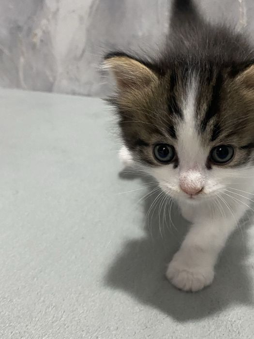 Котенок мальчик отдам