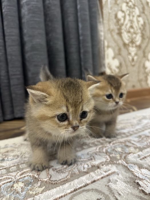 Британская шиншила