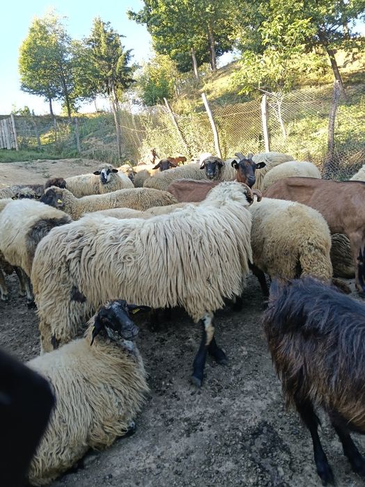 Berbec mior de vânzare