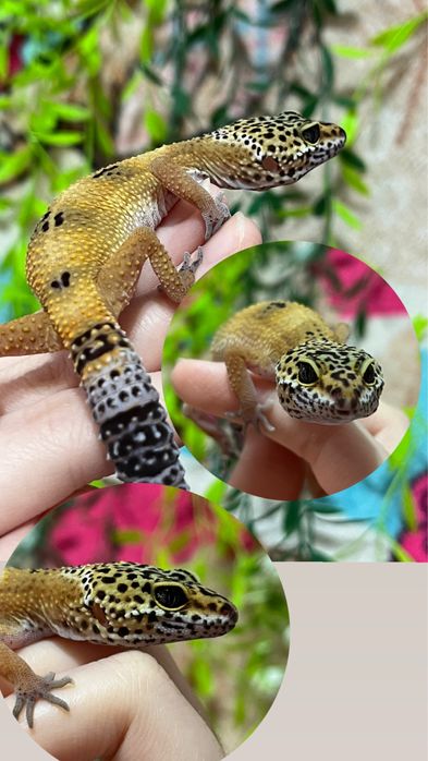Малыши эублефаров (эублефар,геккон,ящерица)