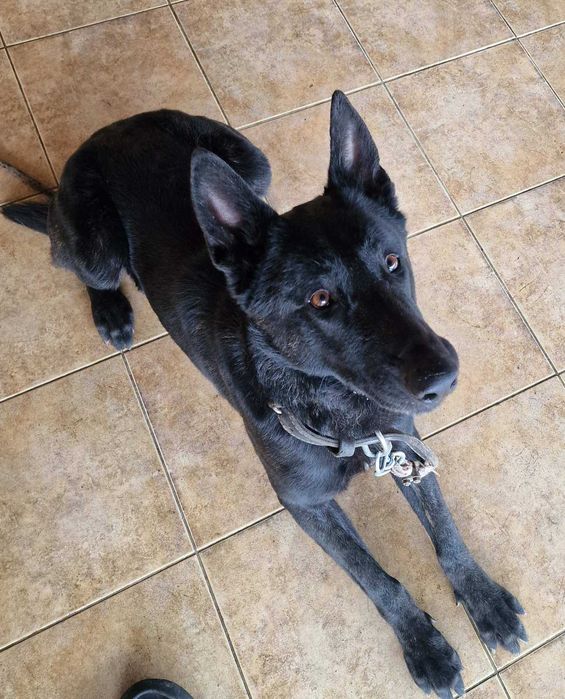 Холандска овчарка мъж