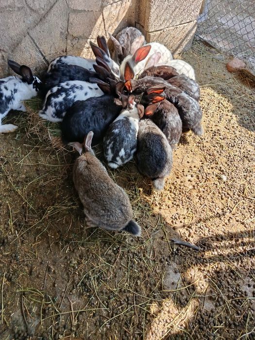 Продам молодых кроликов