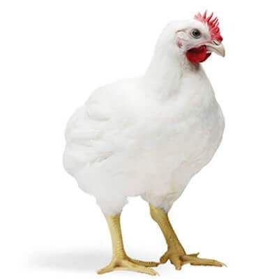 Pui rasa mixta Pui albi de carne