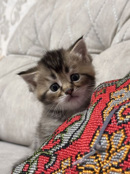 Котик залотой шиншилла мольчик