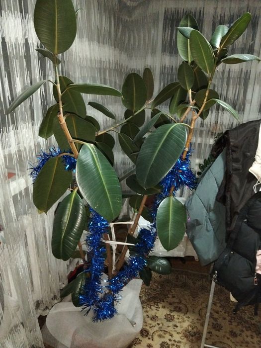 Фикус  каучуконосный