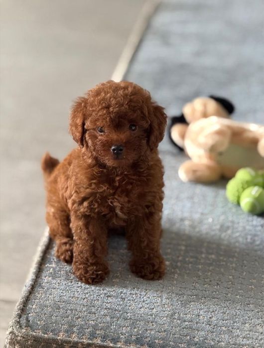 Pudel /poodle toy