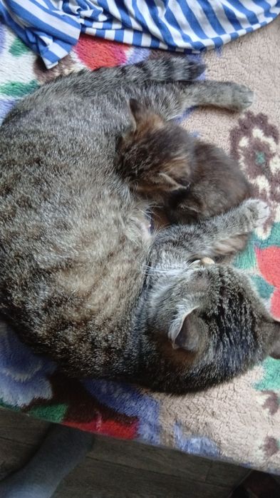 Дарю котят красивых