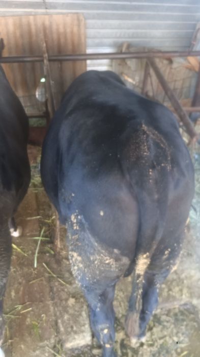 Продам быка год и девять