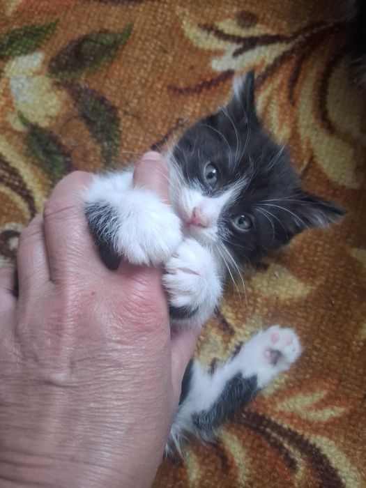 Отдам хорошие руки котёнка