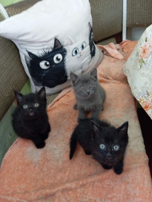 Отдам котят в добрые руки