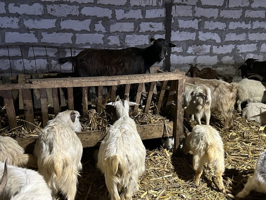 Vand capre sau schimb cu oi