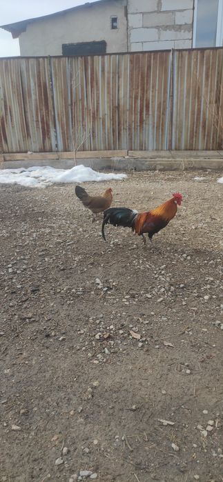 продам парочку кур Феникс