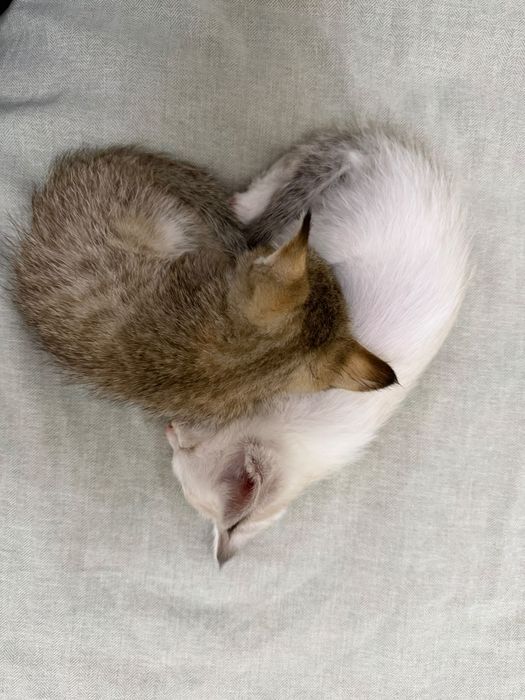Котята, Светлые. КРАСИВЫЕ