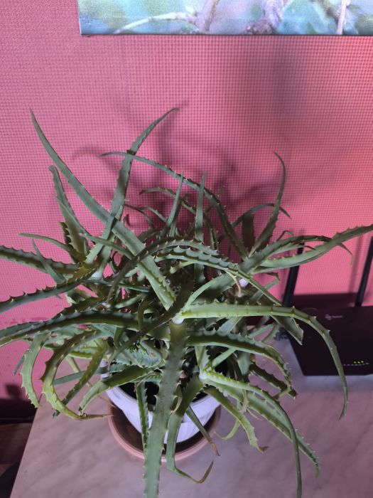 Алоэ столистник лечебный