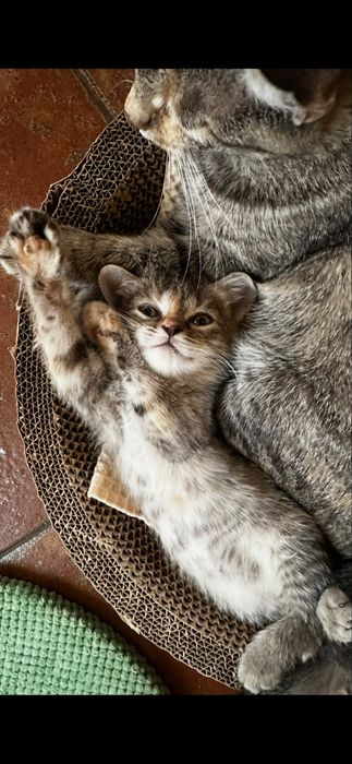 Отдам в хорошие ручки котенка (ей почти 2 месяца)