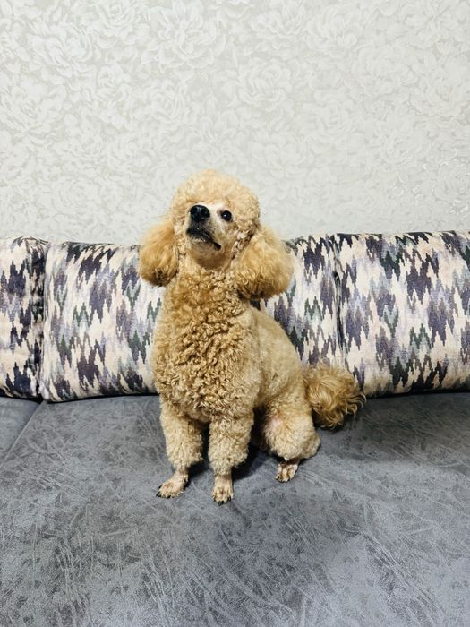 Милый красавчик ищет спутницу