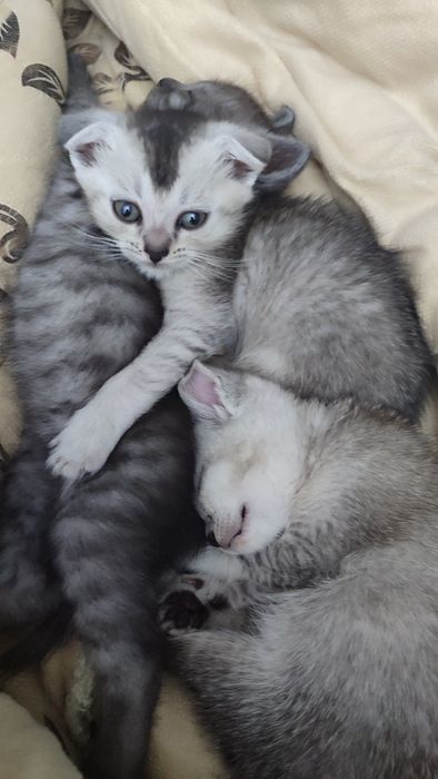 Продаются котята