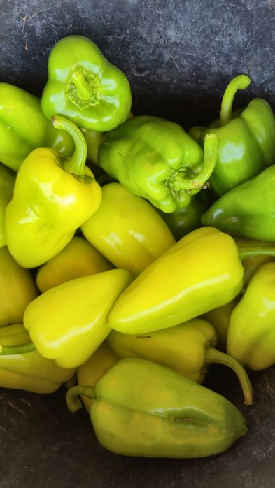Продам домашние перец и баклажан