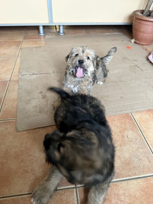 Catelusi spre adoptie