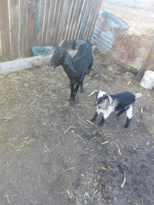 Vând 3 capre fatate